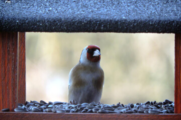 Wall Mural - A portrait of a European goldfinch inside a bird feeder 
