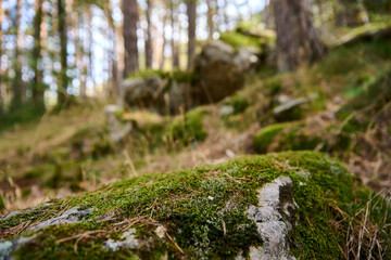 Sticker - Mossy rock in the forest in spring