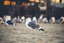 Group Of Seagulls Standing On The Sand