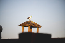Seagull Sitting On A Wooden Roof