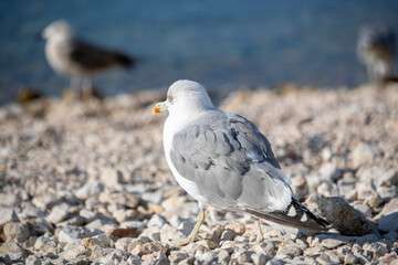 Sticker - Closeup shot of a Mediterranean Gulls on the coast near the blue sea on a sunny day