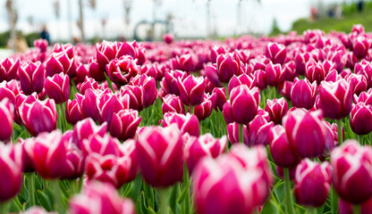 beautiful tulips in the park on a sunny day in spring