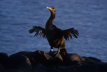 Poster - Flightless cormorant