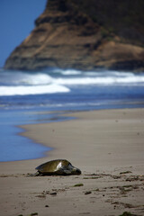 Poster - Vertical shot of a cute sea turtle on the beach in Nicaragua