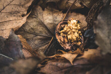 Wallnut Broke In Half And Lay In The Fallen Brown Leaves.	
