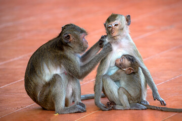 Wall Mural - The love of the monkey family.