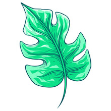 Green Illustration Hand Drawn Leaf 