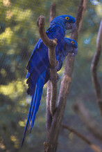 Vertical Shot Of A Lear's Macaw Bird On A Tree Branch