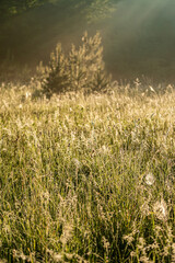 Canvas Print - A scenery of a field of plants spreading warmth and joy. Beautiful plant growing in a green field.