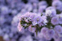 Closeup Shot Of Blooming Purple Aster Flowers