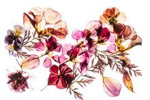 Dry Flowers On The White Background