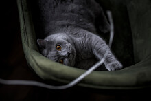 Gray British Shorthair Cat Playing With A Peace Of String On A Green Chair. 