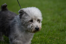 Glen Of Imaal Terrier At A Dog Show In New York