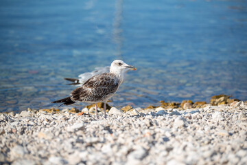 Sticker - Closeup shot of a Mediterranean Gull on the coast near the blue sea on a sunny day