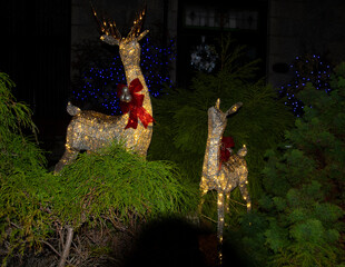 Mother and Baby  reindeer with Christmas Lights n a Garden at Christmas