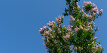 Close-up Of Crape Myrtle Tree (Lagerstroemia Indica) With Light Pink Flowers On Blue Sky Background. Lagerstroemia Blossom In City Park Krasnodar. Place For Text. Public Landscape Galitsky Park