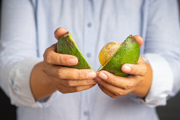 Wall Mural - Avocado healthy fruit. Hand holding a ripe avocado cut in half while standing in the studio