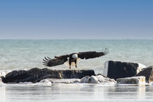 The Bald Eagle (Haliaeetus Leucocephalus) Landing On A Frozen Lake