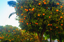Orange Garden With Ripening Orange Fruits On The Trees With Green Leaves