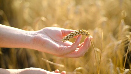 Sticker - The footage of a man in a cultivated wheat field