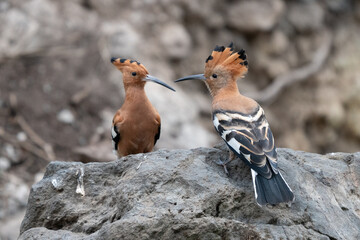 Wall Mural - African Hoepoe (Upupa africana), Okavango, Moremi Game Reserve, Botswana.