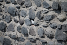 Stone Wall Background With A Pigeon