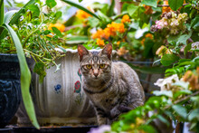 A Gray-striped Chinese Idyllic Cat Squatting Among Plants In The Garden