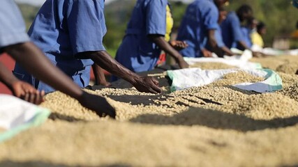 group of african workers are picking coffee beans on drying tables. high quality fullhd footage