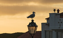 A Seagull Off The Coast Of Nazaré, Portugal