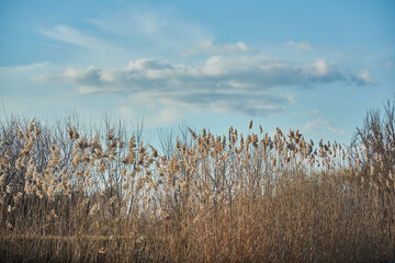 Poster - Wheat field under the beautiful daylight sky