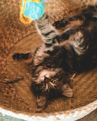 Wall Mural - Vertical closeup of an adorable kitten lying in a basket