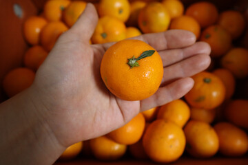 Canvas Print - Hand holding a single tangerine over a box full of them