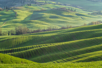 Wall Mural - amazing spring morning among picturesque green rolling hills in the heart of tuscany