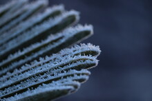 Frosted Palm Leaf