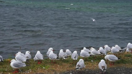 Poster - An HD video of a flock of white seagulls at the seaside