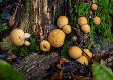 Mushrooms In The Woods At The Base Of A Tree