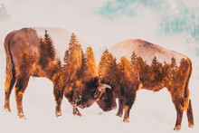 Double Exposure Of Wild Bison And Foggy Autumn Landscape With Pine Trees