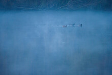 Ducks Floating On The Surface Of A Pond In The Fog.