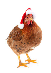 Canvas Print - Chicken in a christmas hat.