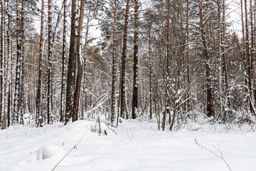 Beautiful landscape of winter snowy forest 