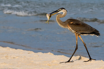 Great blue heron with a fish in its beak at the beach in Gulf Shores, Alabama, USA