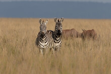 Plains Zebra With Some Topi In The Background, Maasai Mara Kenya