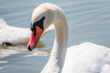 Portrait Of A Graceful White Swan With Long Neck On Blue Water Background.