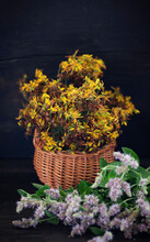 Mint On The Table And St. John's Wort In A Basket On A Black Wooden Background