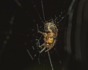 Macro shot of a Zygiella spider with net on and a black background