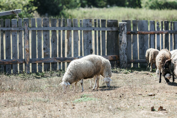 A few sheep and lambs graze during the day.