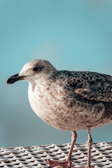 Poster - Closeup of a gull against a blue sky