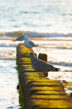 Flock Of Seagulls Perching On Breakwater At The Beach