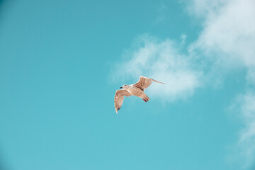 Poster - Closeup of a gull flying in the cloudy blue sky