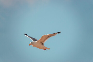 Wall Mural - Closeup of a gull flying in the blue sky